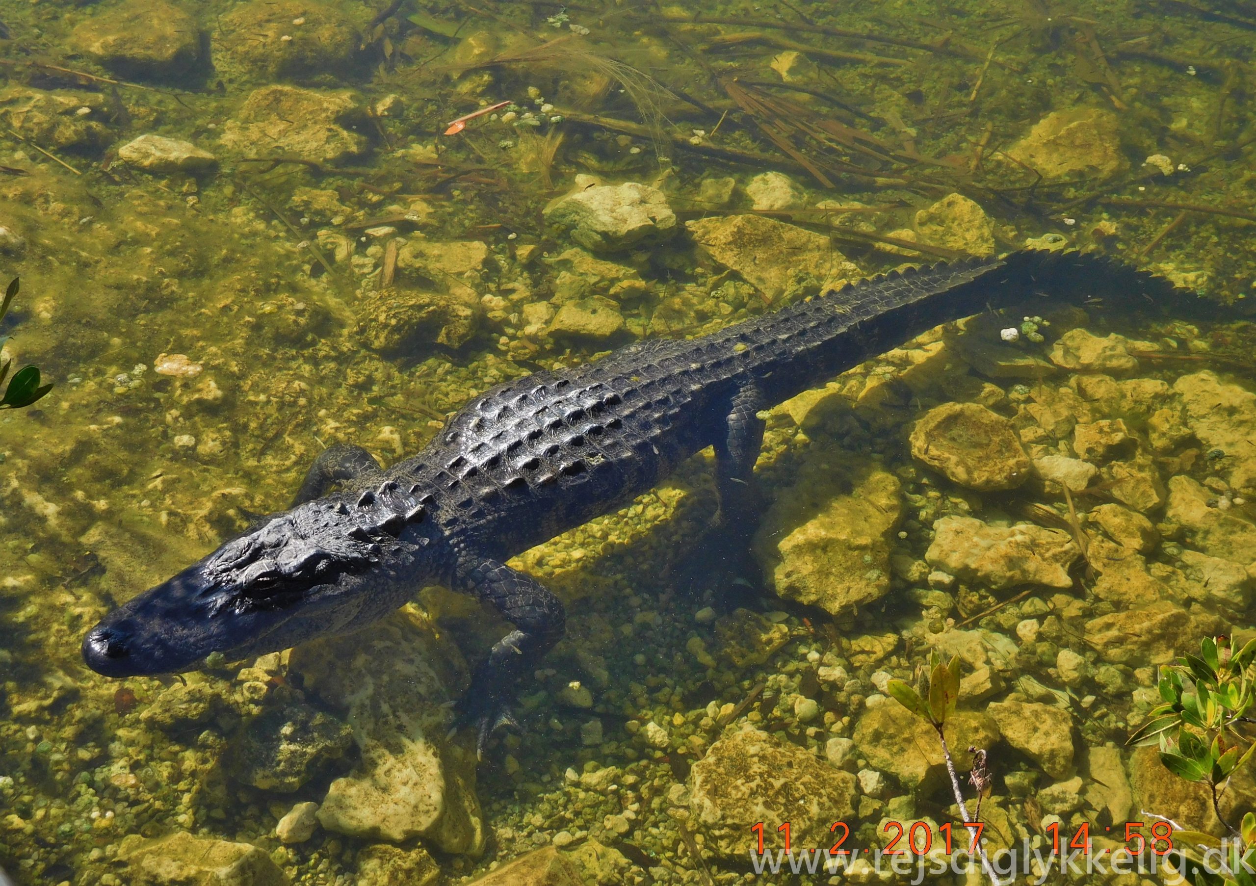 Alligatorer på Big Pine Key Rejs dig lykkelig