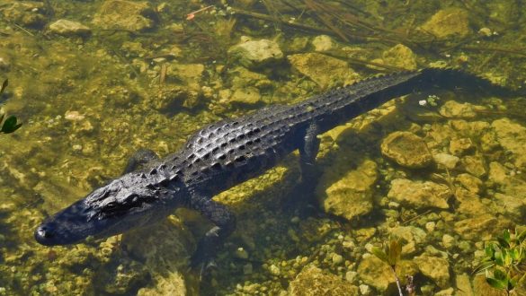 Fotodagbog fra Florida - Alligator på Big Pine Key - Rejsdiglykkelig.dk