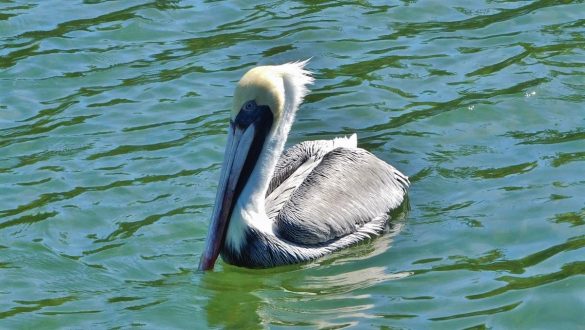 Fotodagbog fra Florida - Fugl på Islamorada i Florida Keys - Rejsdiglykkelig.dk