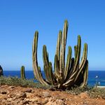 15 Bedste Oplevelser på Tenerife - Rejs Dig Lykkelig