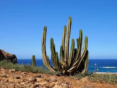 15 Bedste Oplevelser på Tenerife - Rejs Dig Lykkelig