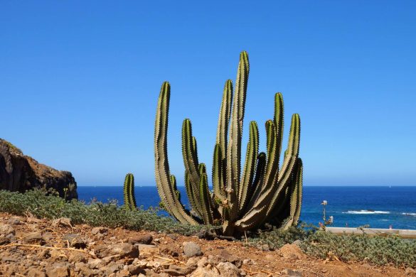 15 Bedste Oplevelser på Tenerife - Rejs Dig Lykkelig