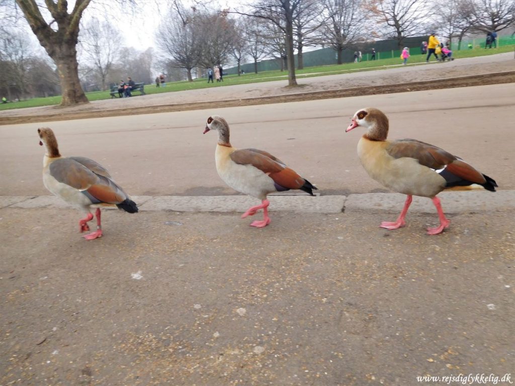 Must see seværdigheder og oplevelser i London - Hyde Park - Rejs Dig Lykkelig