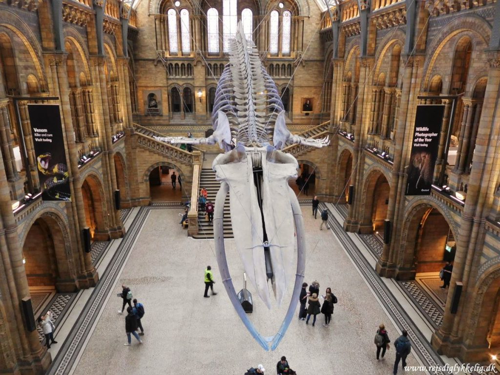 Natural History Museum - Rejs Dig Lykkelig