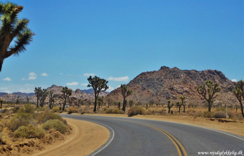 Joshua Tree National Park - Rejsdiglykkelig.dk