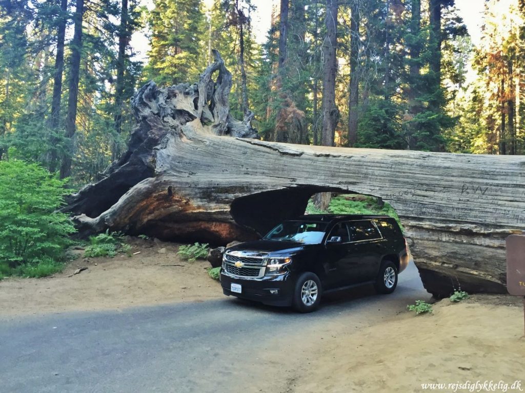 36 oplevelser i Californien - Sequoia National Park - Rejsdiglykkelig.dk