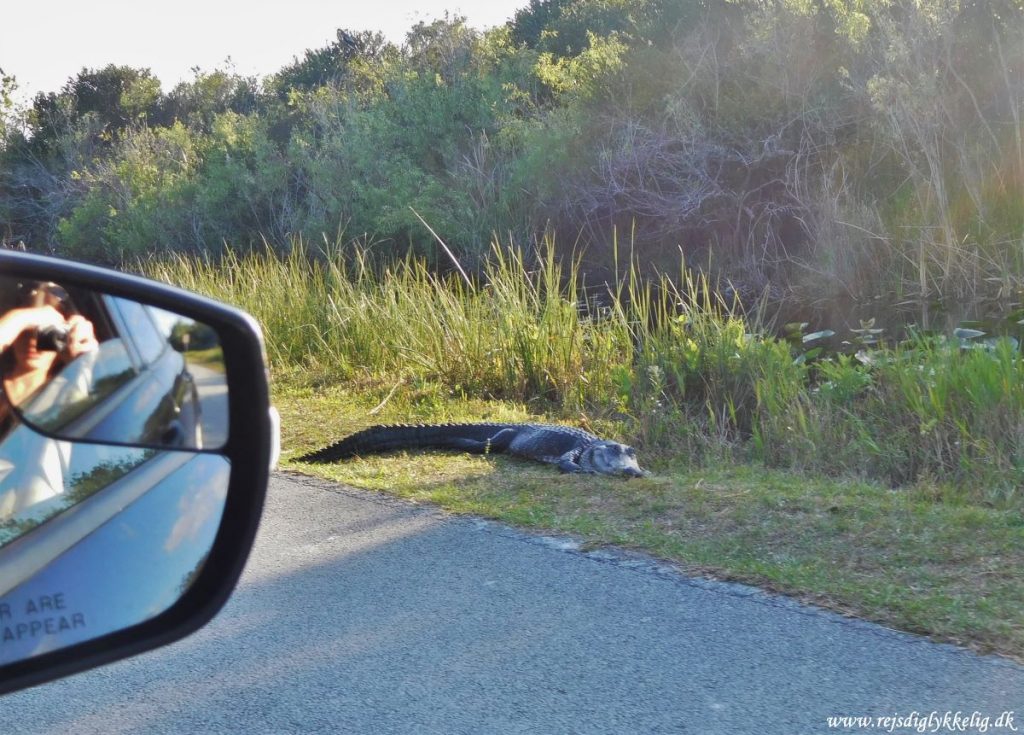 13 Forlystelsesparker i Florida - Alligatorer i det fri - Rejsdiglykkelig.dk