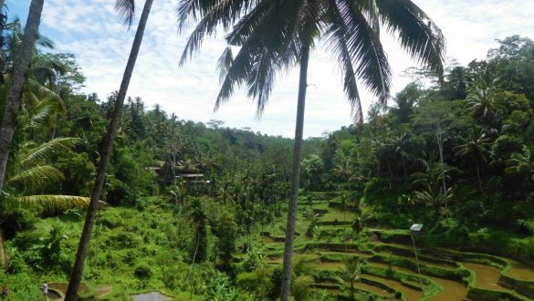 Fotodagbog fra Ubud - Tegallalang Rice Terrace på Bali - Rejsdiglykkelig.dk
