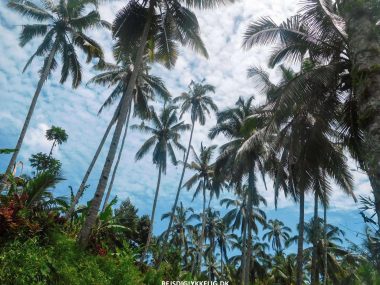 Seværdigheder og oplevelser i Ubud - Rejs Dig Lykkelig