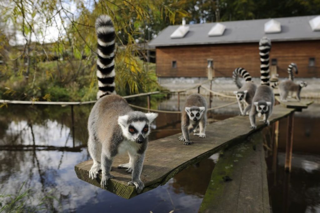 17 af de bedste oplevelser i Danmark - Ree Park - Rejsdiglykkelig.dk
