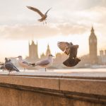 London Bucketlist 60+ oplevelser i London - Rejs Dig Lykkelig