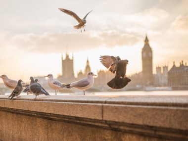 London Bucketlist 60+ oplevelser i London - Rejs Dig Lykkelig