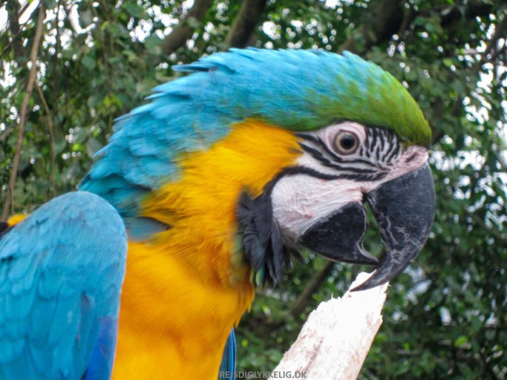 Randers Regnskov - Rejs Dig Lykkelig