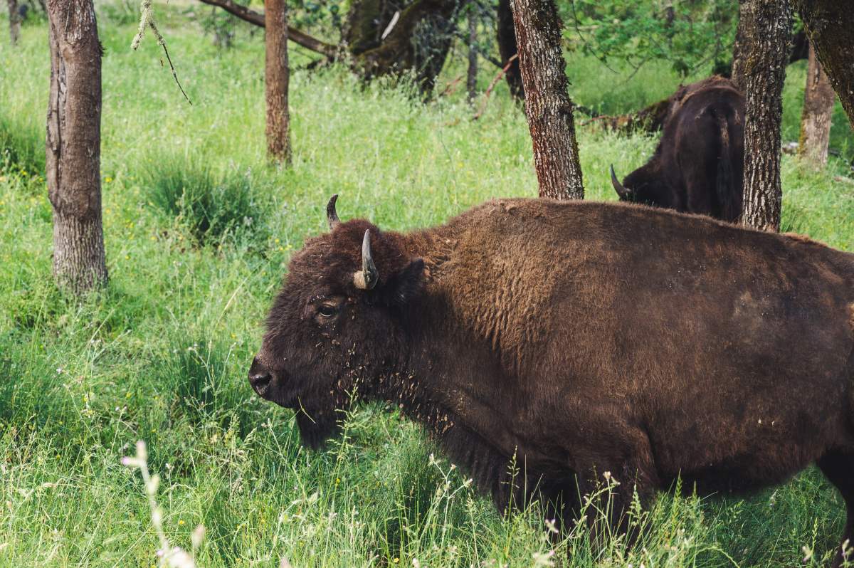 16 Must-See Seværdigheder og Oplevelser på Fyn - Ditlevsdal Bison Farm - Rejs Dig Lykkelig