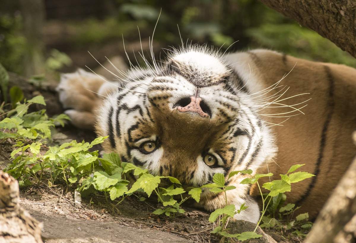 Odense Zoo - Rejs Dig Lykkelig