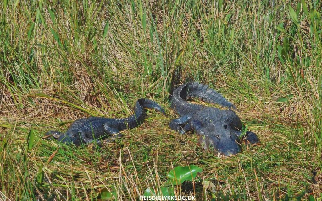 Everglades National Park - Rejs Dig Lykkelig