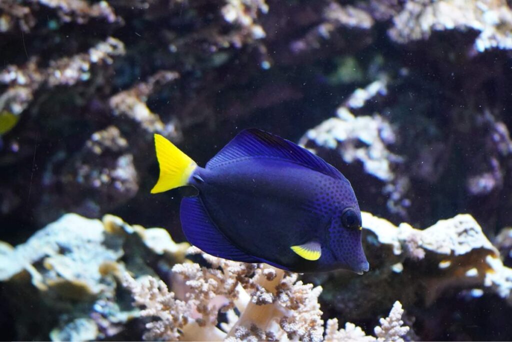 Sjove Oplevelser i Berlin for Børn og Teenagere - Akvarier i Berlin - Rejs Dig Lykkelig