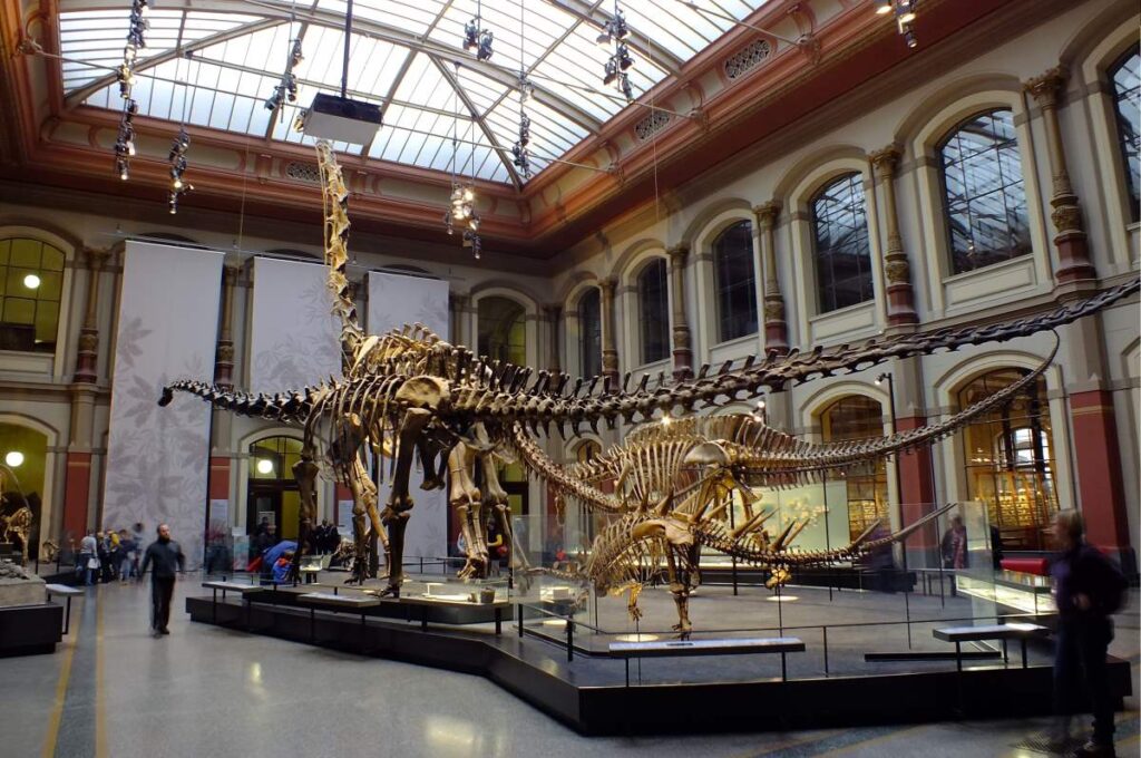 Museum für Naturkunde - Rejs Dig Lykkelig