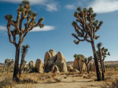 5 Fantastiske Nationalparker i Californien - Joshua Tree National Park - Rejs Dig Lykkelig
