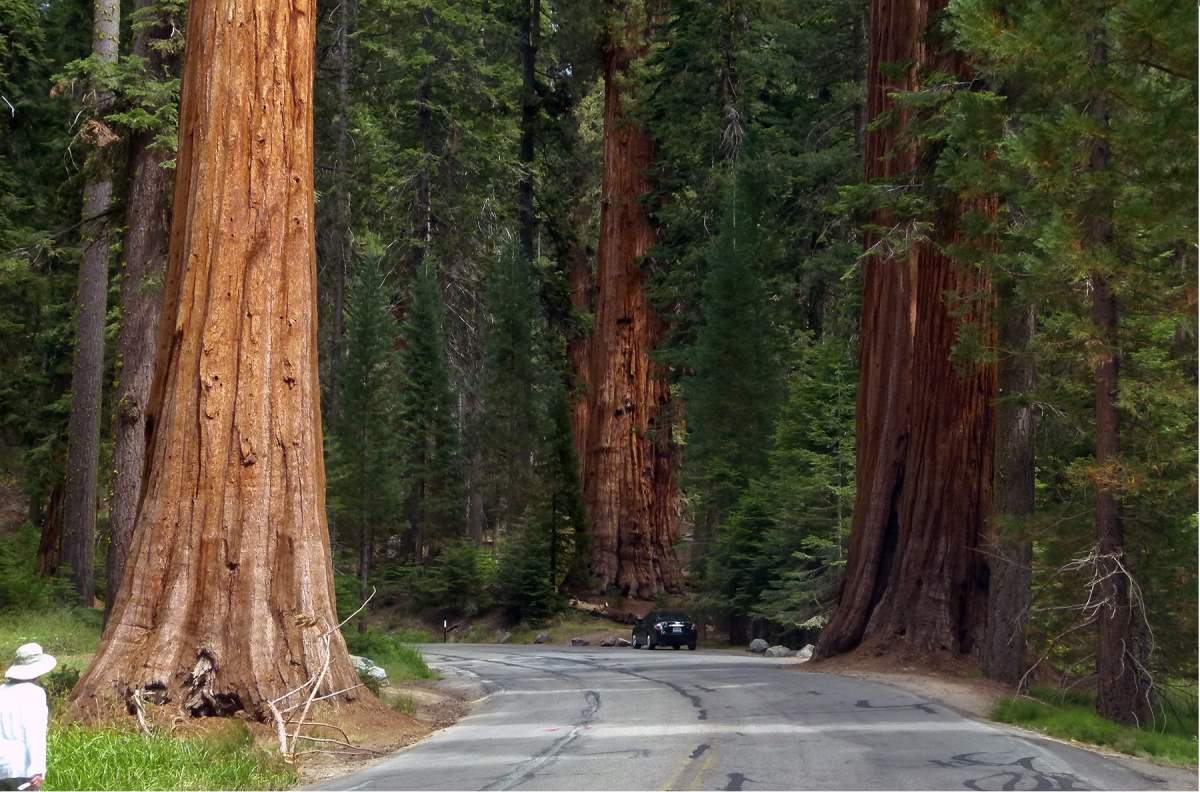 5 Fantastiske Nationalparker i Californien - Sequoia National Park - Rejs Dig Lykkelig