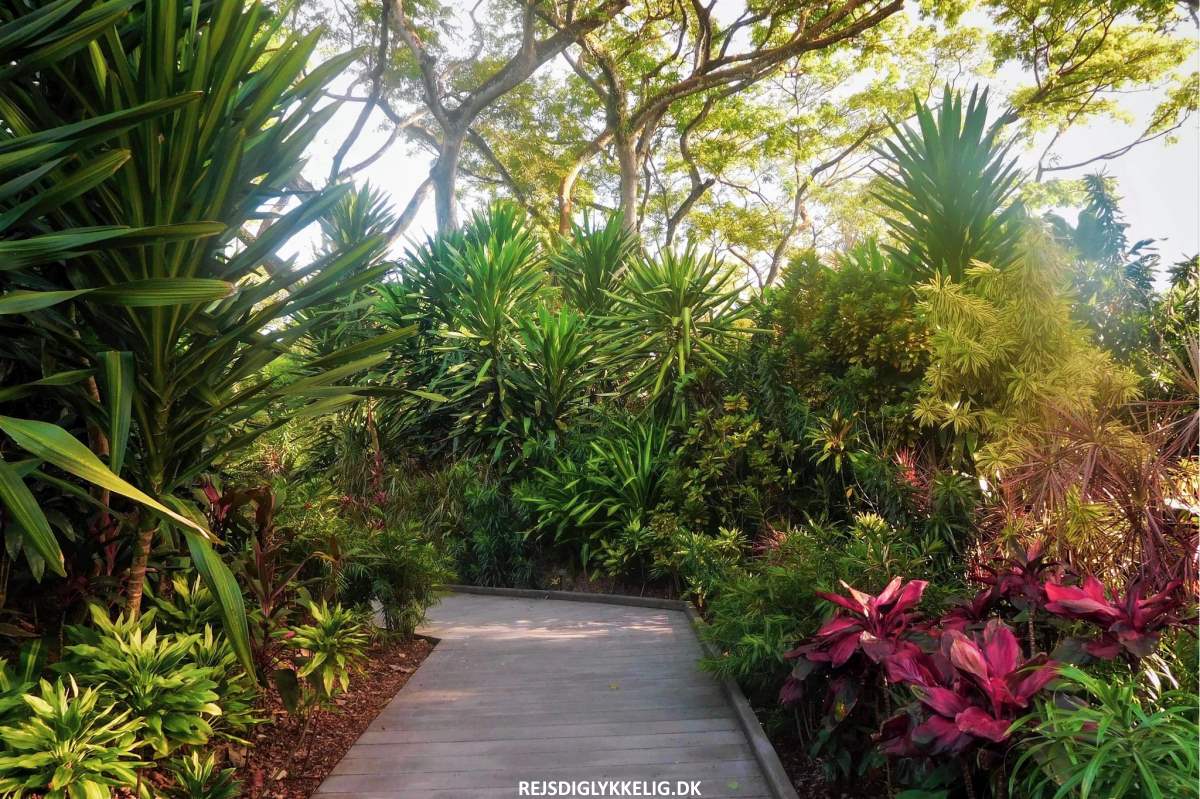 18 Seværdigheder og Oplevelser i Singapore - Botanisk Have - Rejs Dig Lykkelig