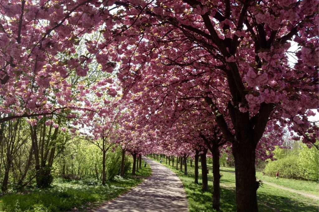 Guide til de Bedste Steder at bo i Berlin - Prenzlauer Berg - Rejs Dig Lykkelig