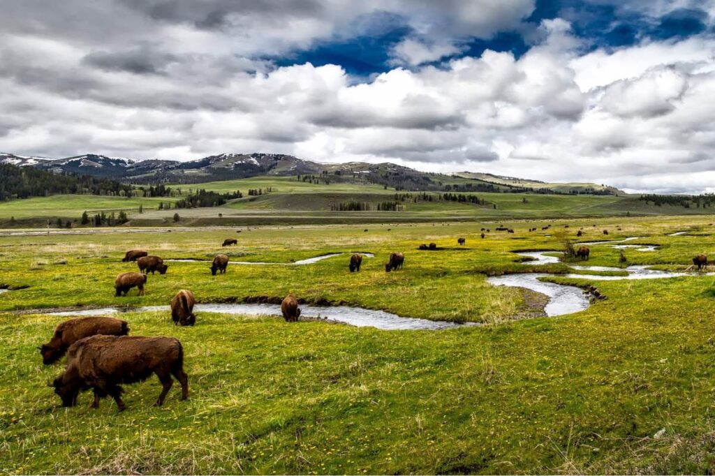 Yellowstone - Rejs Dig Lykkelig