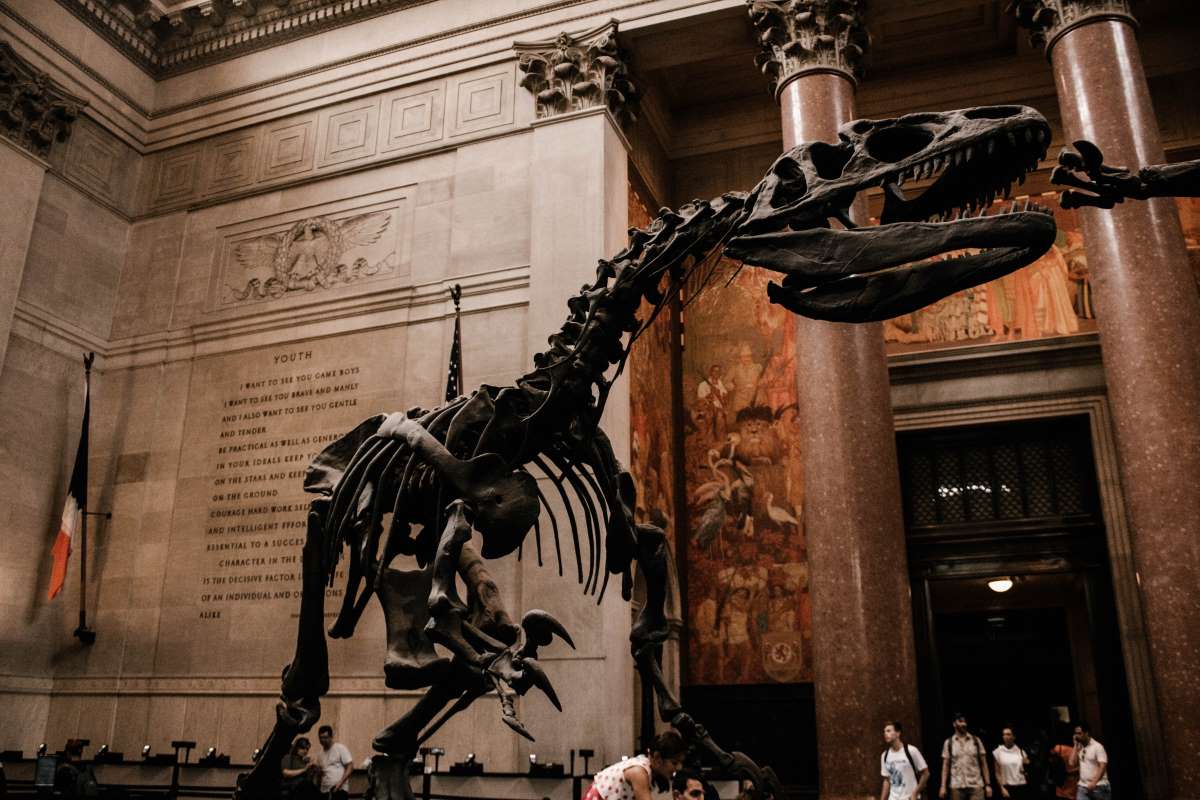 American Museum of Natural History - Rejs Dig Lykkelig