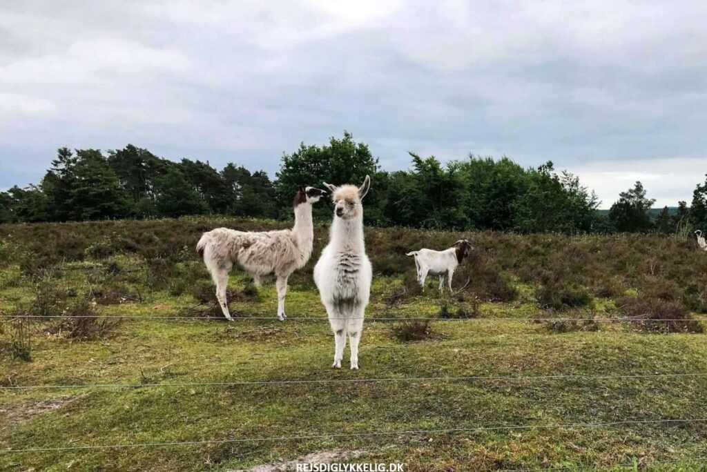 Momhøje Naturcenter - Rejs Dig Lykkelig
