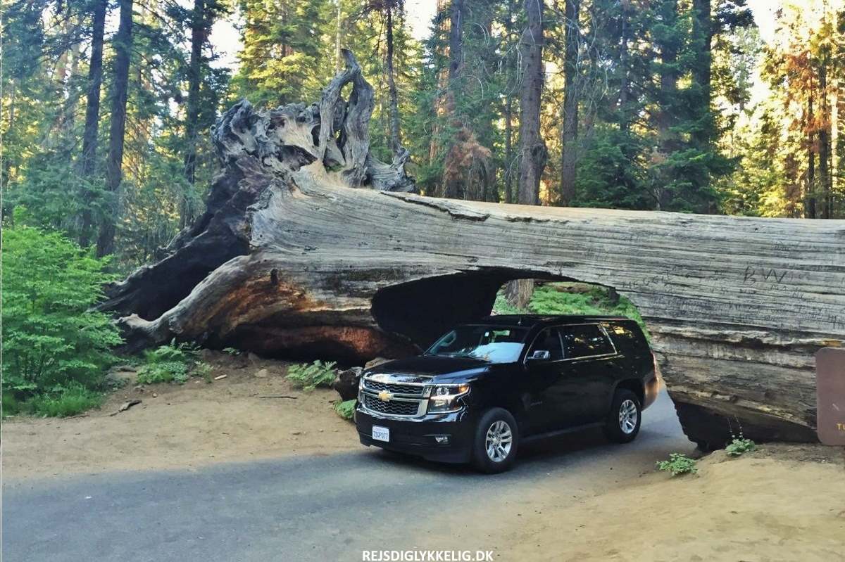 De Største Oplevelser i det Vestlige USA - Sequoia National Park - Rejs Dig Lykkelig