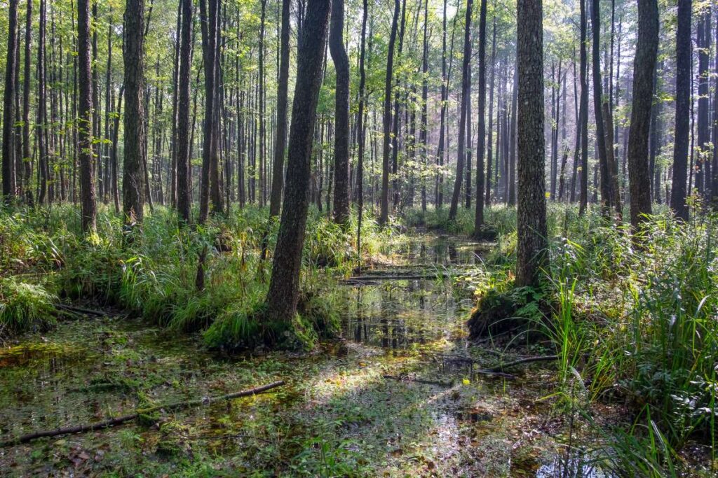 Seværdigheder og Oplevelser i Polen - Bialowieska National Park - Rejs Dig Lykkelig