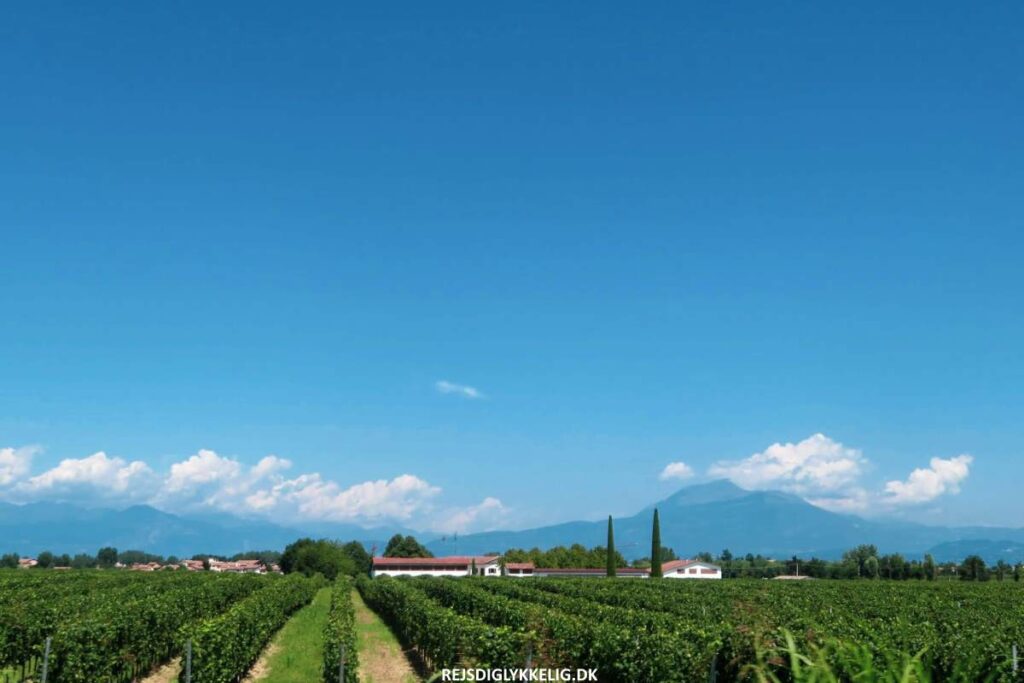 Seværdigheder og Oplevelser ved Gardasøen - Besøg en vingård - Rejs Dig Lykkelig Besøg en vingård - Rejs Dig Lykkelig