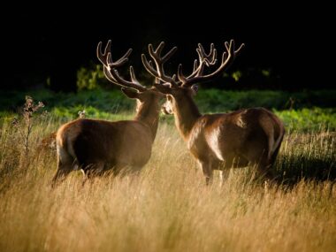 Skønne Haver og Parker i London - Richmond Park - Rejs Dig Lykkelig