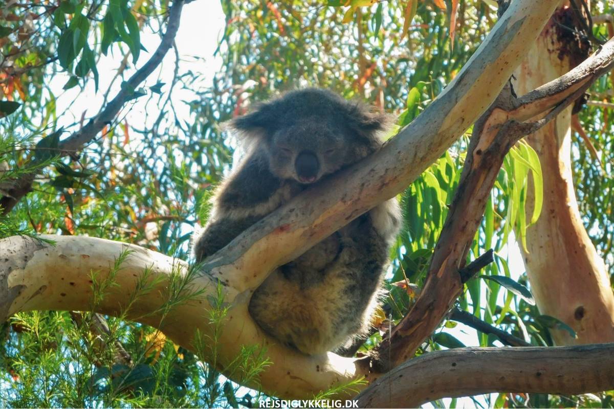 Oplevelser på Great Ocean Road i Australien - Koala ved Kennett River - Rejs Dig Lykkelig