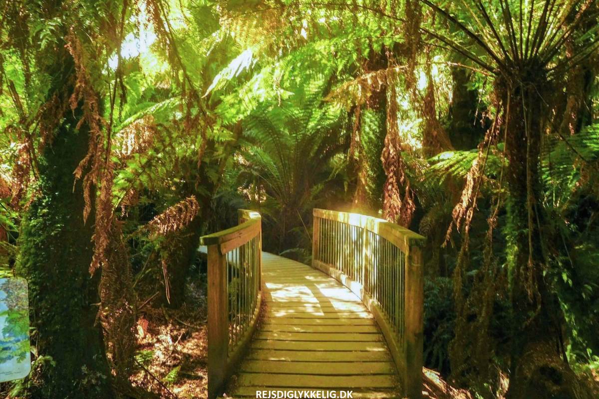 Maits Rest Rainforest Walk - Rejs Dig Lykkelig