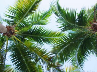 Rejseguide til Florida - Rejs Dig Lykkelig