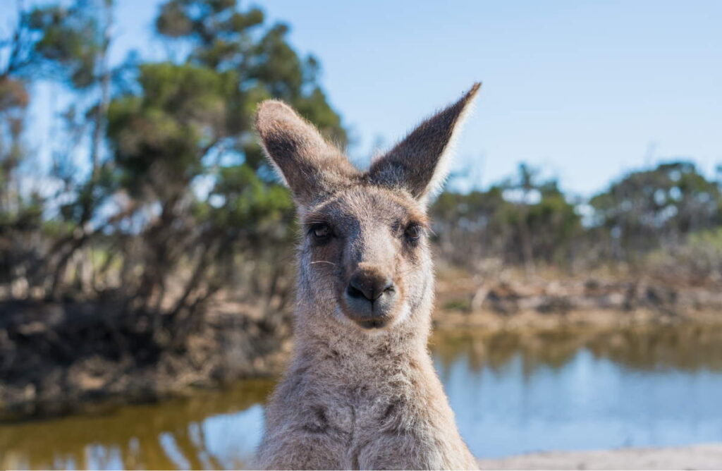 Varme Rejselande i Februar - Australien - Rejs Dig Lykkelig
