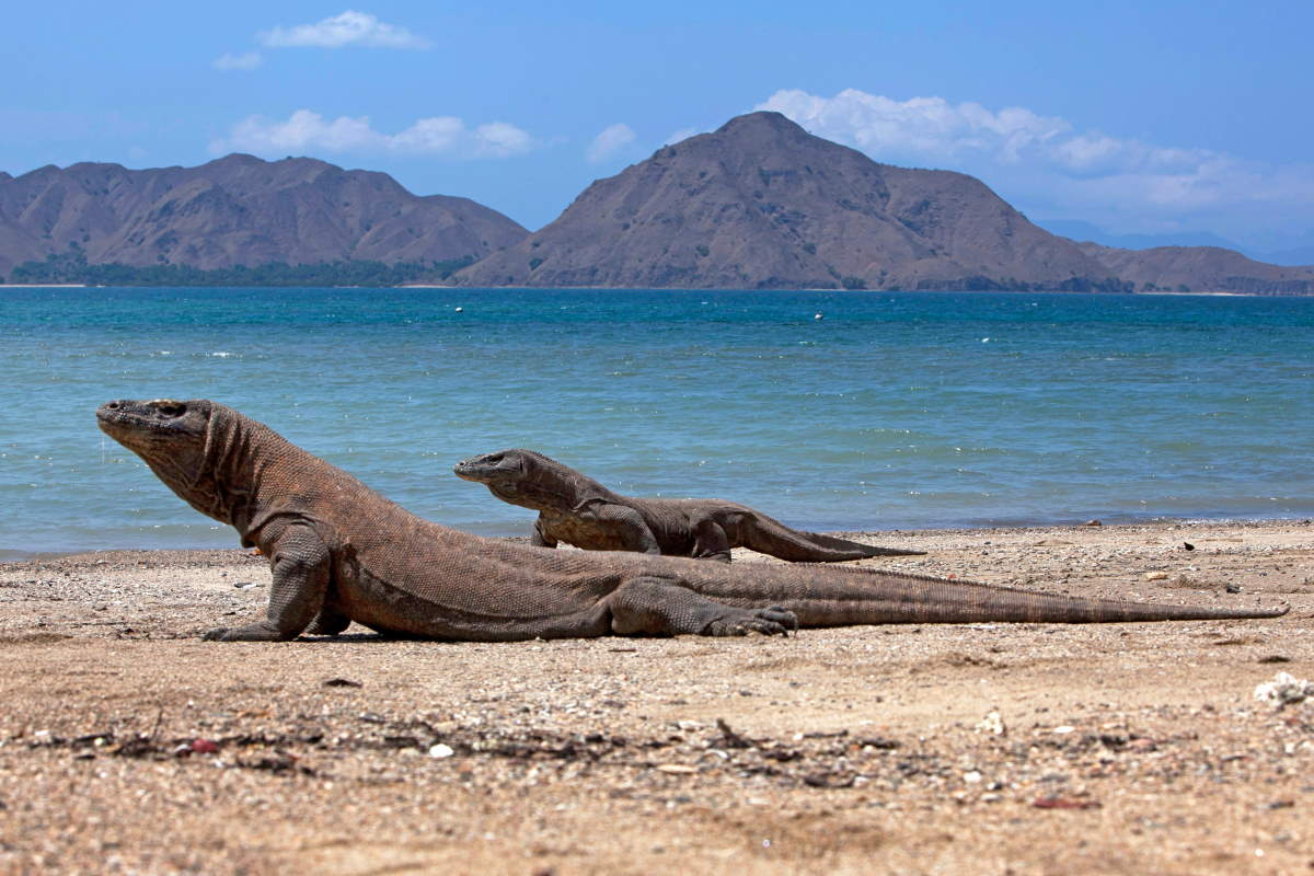 Komodo-øerne - Rejs Dig Lykkelig
