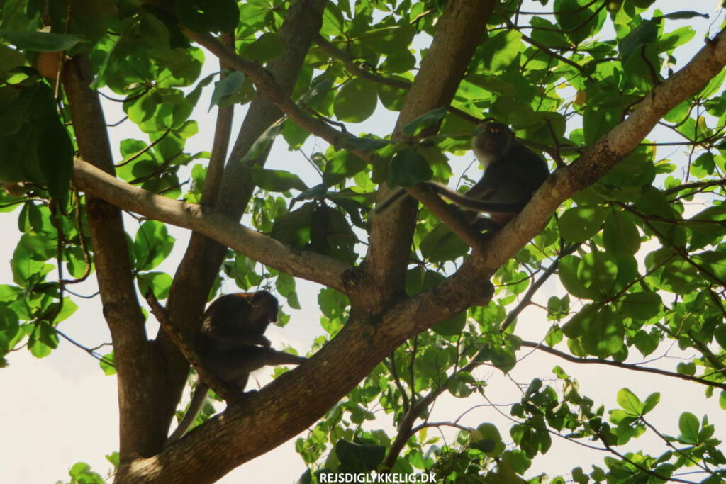 Monkey Hill - Rejs Dig Lykkelig