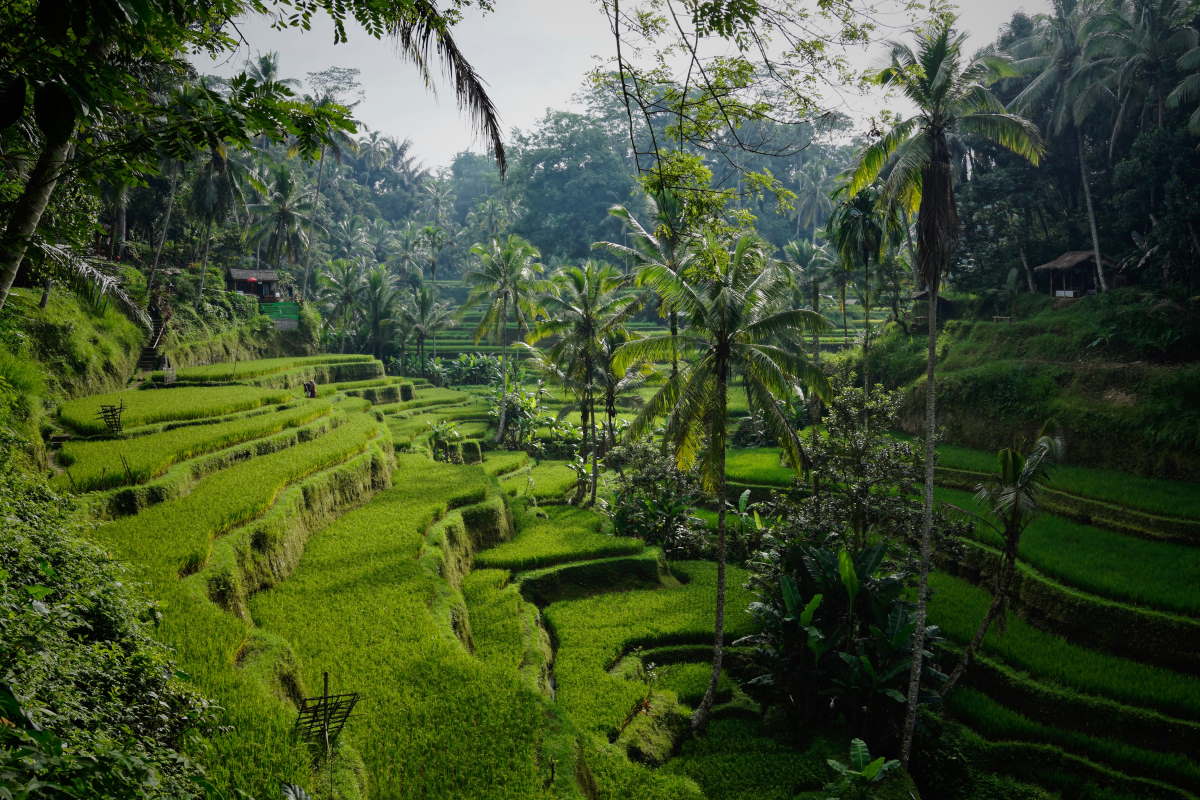 Hvornår er det bedst at besøge Bali - Rejs Dig Lykkelig
