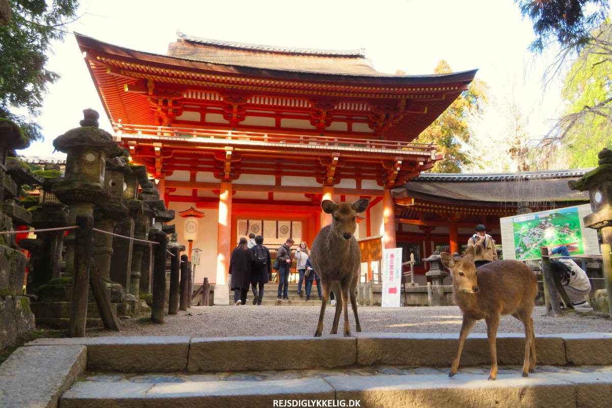 Fantastiske byer i Japan - Nara - Rejs Dig Lykkelig