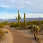 Seværdigheder og Oplevelser i Arizona - Saguaro National Park - Rejs Dig Lykkelig