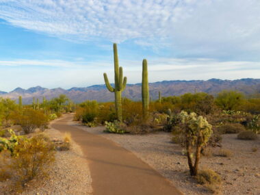 Seværdigheder og Oplevelser i Arizona - Saguaro National Park - Rejs Dig Lykkelig