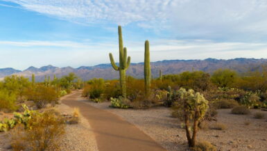 Seværdigheder og Oplevelser i Arizona - Saguaro National Park - Rejs Dig Lykkelig