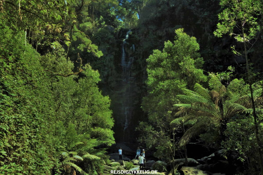 Rejseforslag; Road Trip i det Sydøstlige Australien - Great Otway National Park - Rejs Dig Lykkelig