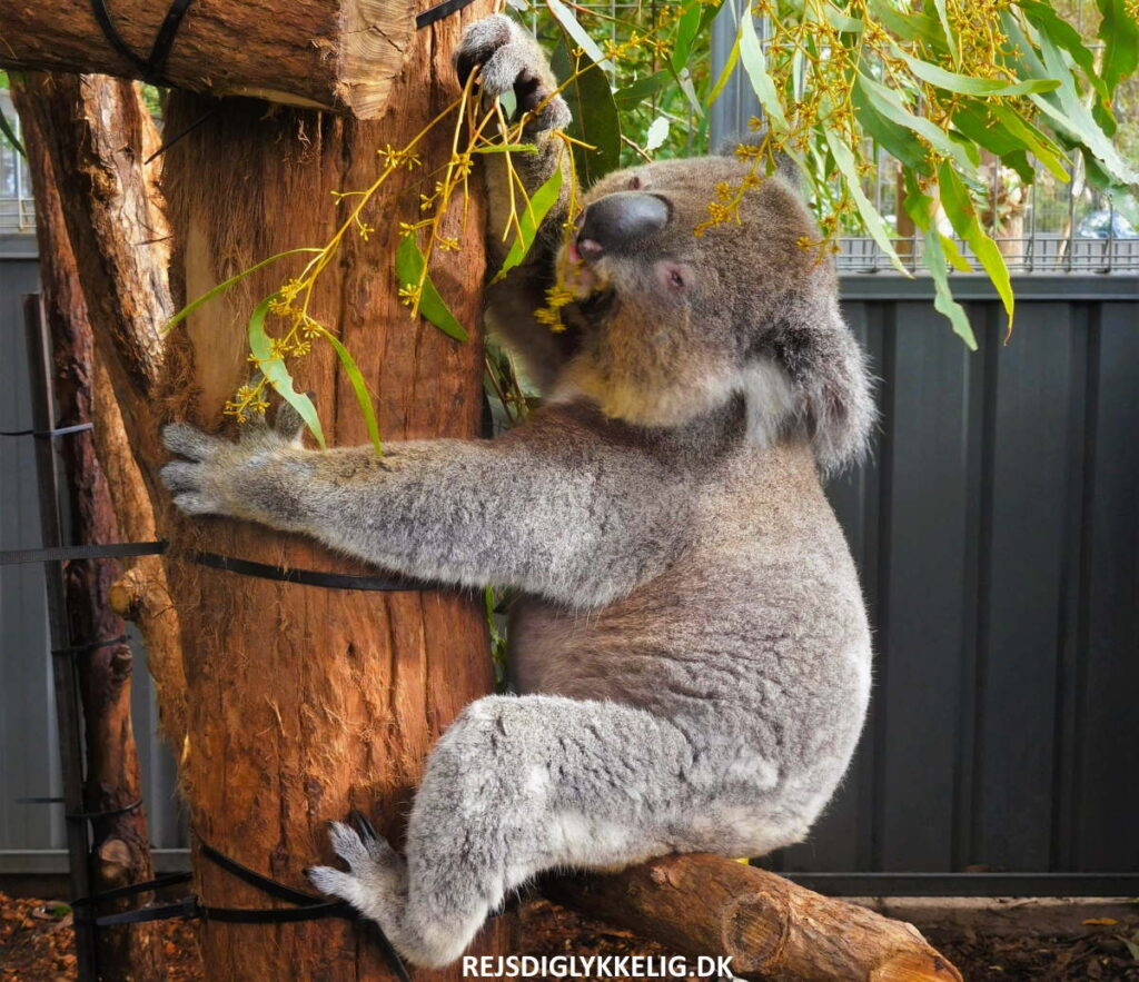 Rejseforslag; Road Trip i det Sydøstlige Australien - Koala Hospital i Port Macquarie - Rejs Dig Lykkelig