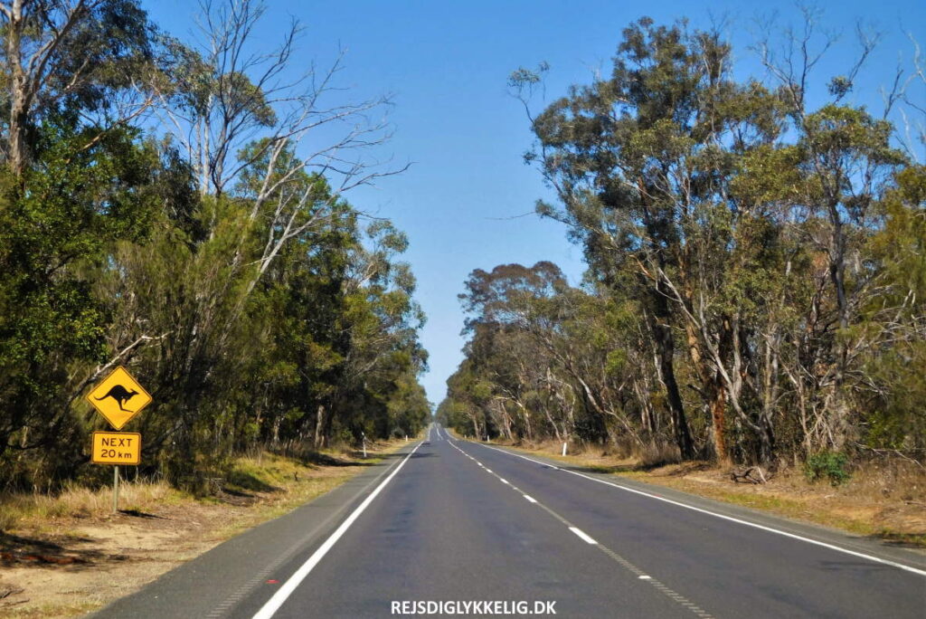 Rejseforslag; Road Trip i det Sydøstlige Australien - Rejs Dig Lykkelig