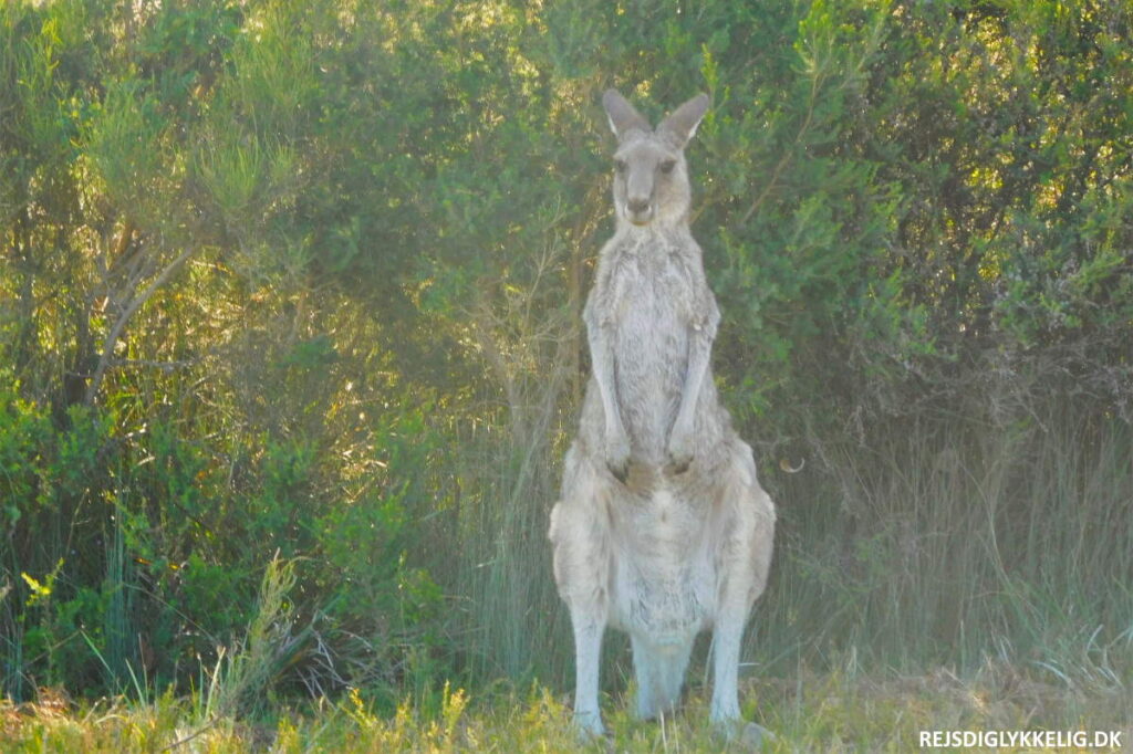 Wilsons Promontory Nationalpark - Rejs Dig Lykkelig