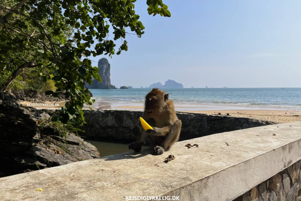 Seværdigheder og Oplevelser i Krabi - Monkey Trail - Rejs Dig Lykkelig