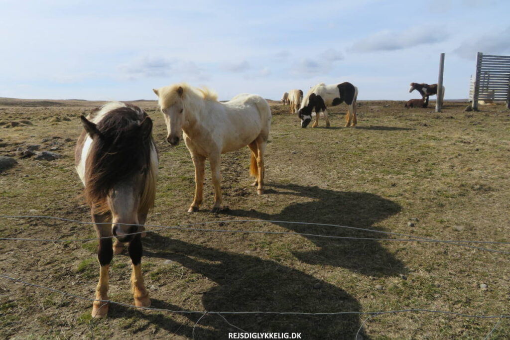 Seværdigheder og Oplevelser i Island - Ridetur på islandske heste - Rejs Dig Lykkelig Ridetur på islandske heste - Rejs Dig Lykkelig Island - Lykkelig